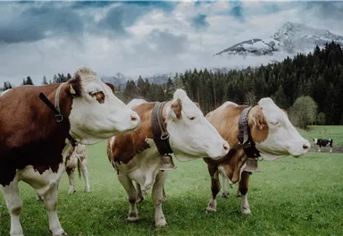Drei Kühe auf einer saftigen Wiese mit Bergen im Hintergrund. Der Himmel ist bewölkt und verleiht der Szene eine ruhige Atmosphäre.