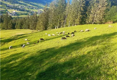 Eine grüne Wiese mit vielen Schafen, die friedlich grasen. Im Hintergrund sind Bäume und sanfte Hügel zu sehen.