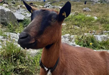 Eine Ziege liegt auf einer Wiese in den Bergen. Im Hintergrund sind steinige Wege und eine wolkige Himmelslandschaft zu sehen.