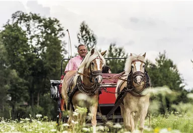 A man is sitting in a red carriage pulled by two horses. In the background, green meadows and trees can be seen.