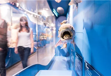 A stuffed fish in a display area with a blue wall. In the background, museum visitors can be seen.