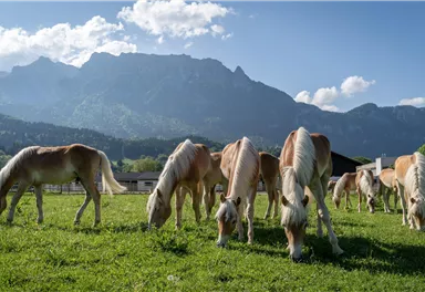 Eine Gruppe von Pferden weidet auf grünem Gras. Im Hintergrund sind beeindruckende Berge und ein blauer Himmel zu sehen.