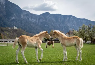 Zwei Fohlen spielen auf einer grünen Wiese, umgeben von Bergen. Im Hintergrund ist ein weiteres Pferd zu sehen.