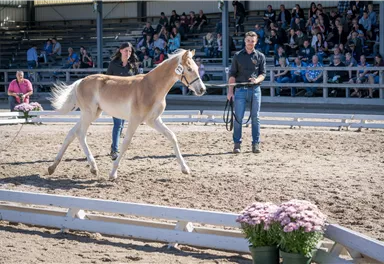 Ein Pferdfohlen läuft auf einem Reitplatz, während zwei Personen es führen. Im Hintergrund sind Zuschauer auf Sitzbänken zu sehen.