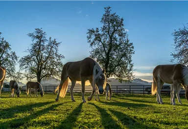 Eine malerische Wiese mit mehreren Pferden, die ruhig grasen. Im Hintergrund stehen Bäume und der Himmel leuchtet in warmen Farben.
