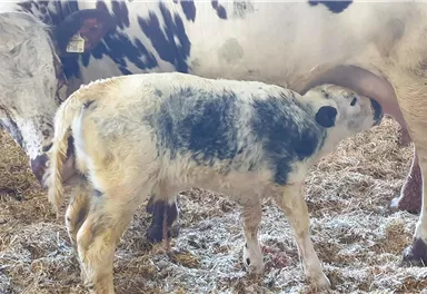 A calf is drinking milk from its mother in a stable. The floor is covered with straw.