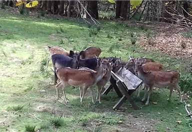 A group of deer gathers around a feeding area. The background is characterized by tall trees and green grass.