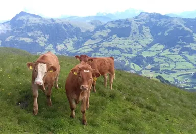 Three cows are grazing on a green meadow in the mountains. In the background, the majestic mountains and valleys can be seen.