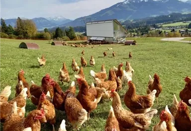 A group of chickens on a green meadow in front of a mountain landscape. In the background, there are huts and a clear blue sky visible.