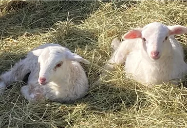 Two cute, white lambs are lying on hay. They are looking calmly and attentively at the camera.
