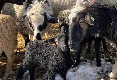 A group of sheep, including a black lamb, is standing together. The animals are on a snow-covered area.