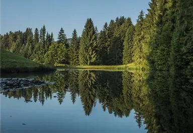 A calm lake, surrounded by tall, green trees. The clear sky reflects in the water, creating a peaceful atmosphere.