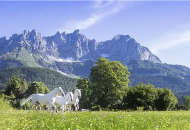 Drei weiße Pferde laufen über eine grüne Wiese. Im Hintergrund sind majestätische Berge unter einem klaren blauen Himmel zu sehen.