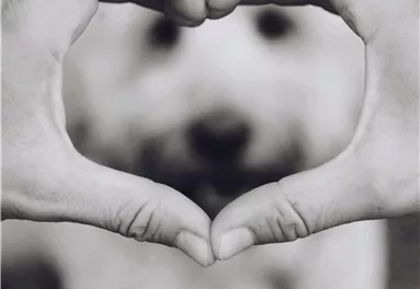 Zwei Hände formen ein Herz, während ein Hund im Hintergrund unscharf zu sehen ist. Das Bild symbolisiert Liebe und Freundschaft zwischen Mensch und Tier.