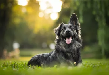 Ein glücklicher Hund liegt im Gras und lächelt. Im Hintergrund sind sanfte, verschwommene Lichtverhältnisse.