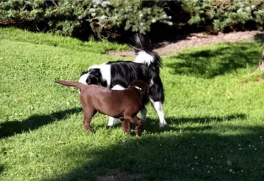 Zwei Hunde spielen auf einer grünen Wiese. Der schwarze Hund schnüffelt an dem braunen Hund.