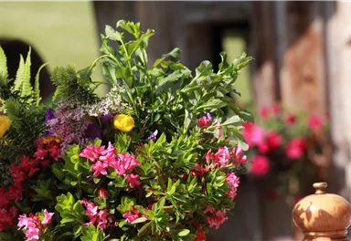 A colorful flower arrangement with pink and yellow blooms is visible in the foreground. In the background, additional flowers and a wooden building can be seen in patches.