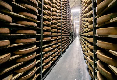 Ein großer Käselager mit vielen Regalen voller Käseräder. Der Raum ist gut beleuchtet und hat einen langen, geraden Gang.