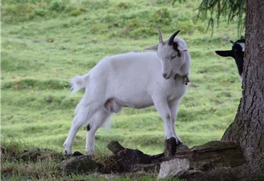 Eine weiße Ziege steht neben einem Baum auf einer grünen Wiese. Im Hintergrund ist eine weitere Ziege sichtbar.
