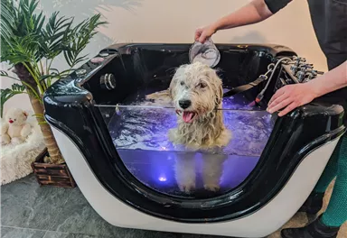 A dog is bathing in a modern bathtub with water and lights. A person is gently washing the dog.