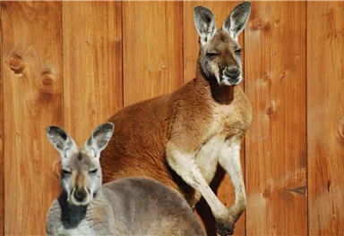 Zwei Kängurus vor einer Holzwand. Eines sitzt und das andere steht aufrecht.