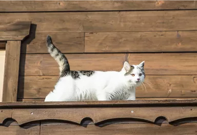 Eine weiße Katze mit braunen Flecken steht auf einem Holzgeländer. Im Hintergrund ist eine Holzwand zu sehen.