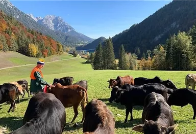 A farmer leads cows on a green meadow amidst mountains. In the background, clear lakes and colorful autumn trees can be seen.