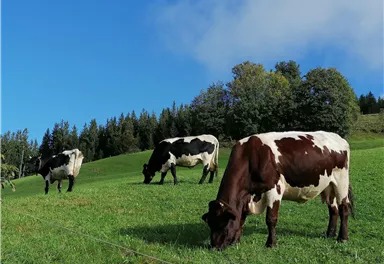 Three cows are grazing on a green meadow under a blue sky. In the background, trees and hills can be seen.
