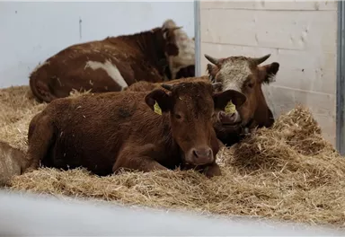 Three cows are lying relaxed on straw in a barn. The animals have ear tags and are in a calm environment.