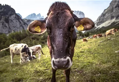 Eine Kuh steht auf einer grünen Wiese, umgeben von Bergen. Im Hintergrund sind weitere Kühe zu sehen.