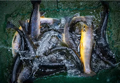 A net full of fish splashes water. The fish are in different colors and sizes.