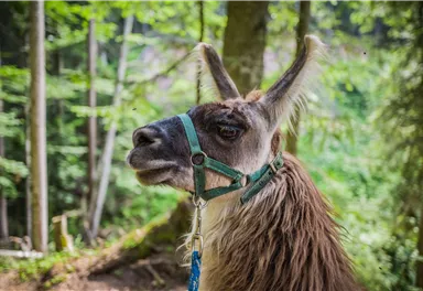 Ein Llama steht im Wald, umgeben von grünen Bäumen. Es trägt ein Halfter und schaut in die Ferne.