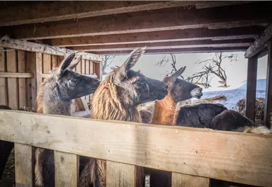 Three llamas are standing in a stable, curiously looking outside. The room is made of wood and a winter landscape can be seen.
