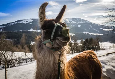 A curious llama stands in the snow with a picturesque mountain landscape in the background. The sky is clear and the sun is shining.