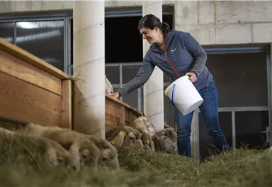 A woman is feeding sheep in a barn. She is holding a bucket in her hand and is in the process of taking care of the animals.