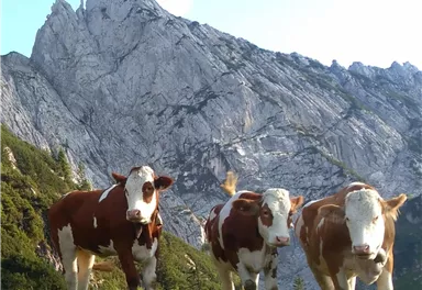 Three cows are standing in a green meadow in front of impressive mountains. The sky is clear and the surroundings seem peaceful.