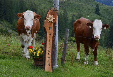 Two cows are standing in a green meadow next to a welcome sign. In the background, trees and mountains can be seen.