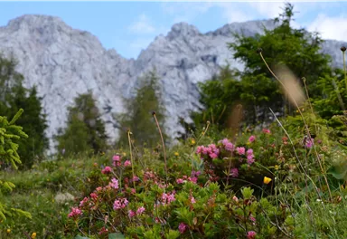A colorful flower meadow with pink and yellow flowers in the foreground. In the background, majestic mountains rise under a clear sky.