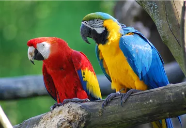 Zwei bunte Papageien sitzen auf einem Ast. Der linke Papagei ist rot und der rechte gelb-blau.