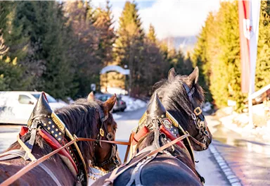 Zwei Pferde mit Geschirr stehen auf einer Straße, umgeben von Kiefernwald. Im Hintergrund sind Schneespuren und ein Gebäude sichtbar.