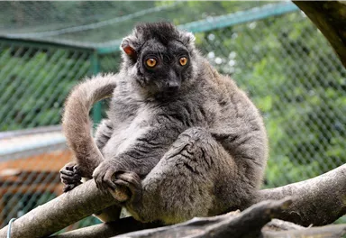 Ein grau-brauner Lemur sitzt auf einem Ast. Seine großen, leuchtenden Augen blicken neugierig in die Kamera.