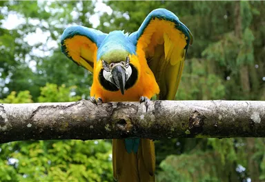 Ein bunter Ara sitzt auf einem Ast. Sein Gefieder ist hauptsächlich blau und gelb, mit einem grünen Hintergrund aus Bäumen.