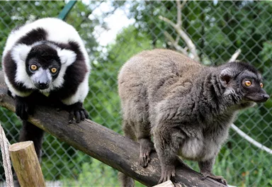 Zwei Lemuren stehen auf einem Baumstamm. Der eine hat ein auffälliges schwarz-weißes Fell, während der andere ein braunes Fell besitzt.