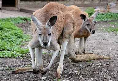 Zwei Kängurus stehen auf dem Boden. Sie sind im Freien, umgeben von Gras und Erde.