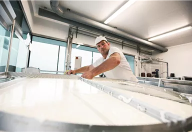 A cheesemaker is working on the production of cheese in a bright and modern workplace. He checks the fresh milk mass in a large container.
