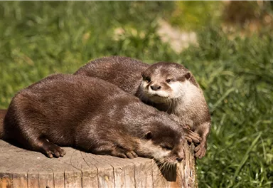 Zwei Otter liegen entspannt auf einem Baumstumpf. Sie genießen die Sonne und die grüne Umgebung.