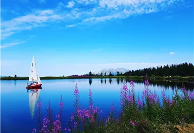 A sailboat is gliding over a calm lake, surrounded by colorful flowers. In the background, trees and mountains can be seen under a clear blue sky.