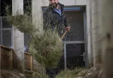 A man in a barn makes sure that the hay is distributed for the animals. The atmosphere is rural and authentic.