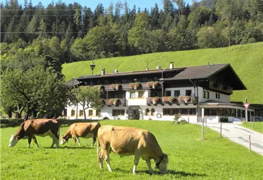 Ein traditionelles Bauernhaus umgeben von grünen Wiesen und Bäumen. Kühe grasen friedlich im Vordergrund.