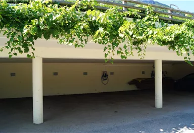 Ein offener Parkplatz mit Säulen und einer Begrünung aus Weinreben. Der Boden ist unbefestigt und es sind keine Fahrzeuge sichtbar.